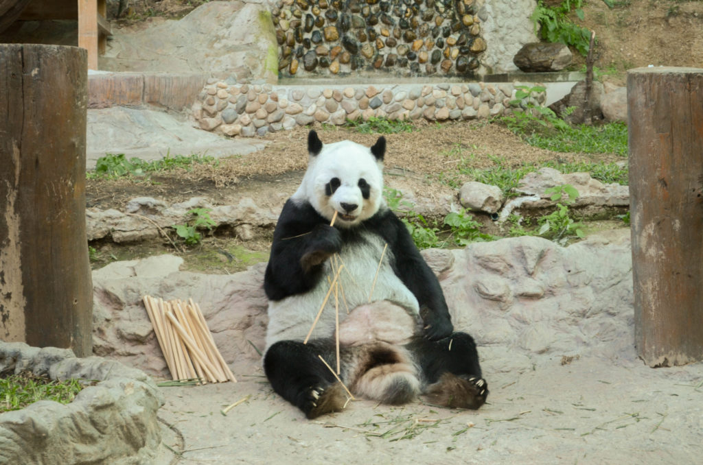 urso-panda-zoologico-de-chiang-mai