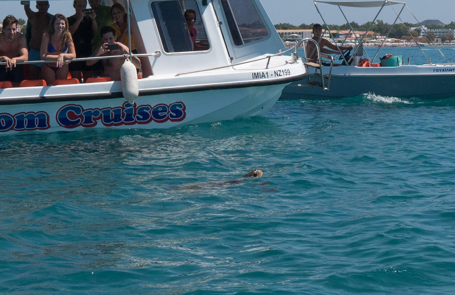 caretta caretta motorboats zakynthos